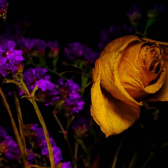 heatherblue_4
